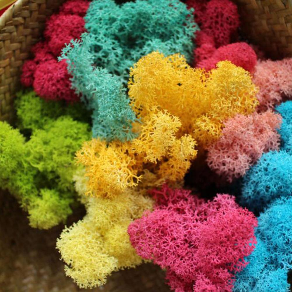 Nhân Tạo Vật Có Cuộc Sống Vĩnh - đánh giá và giá Preserved Moss Sheet
