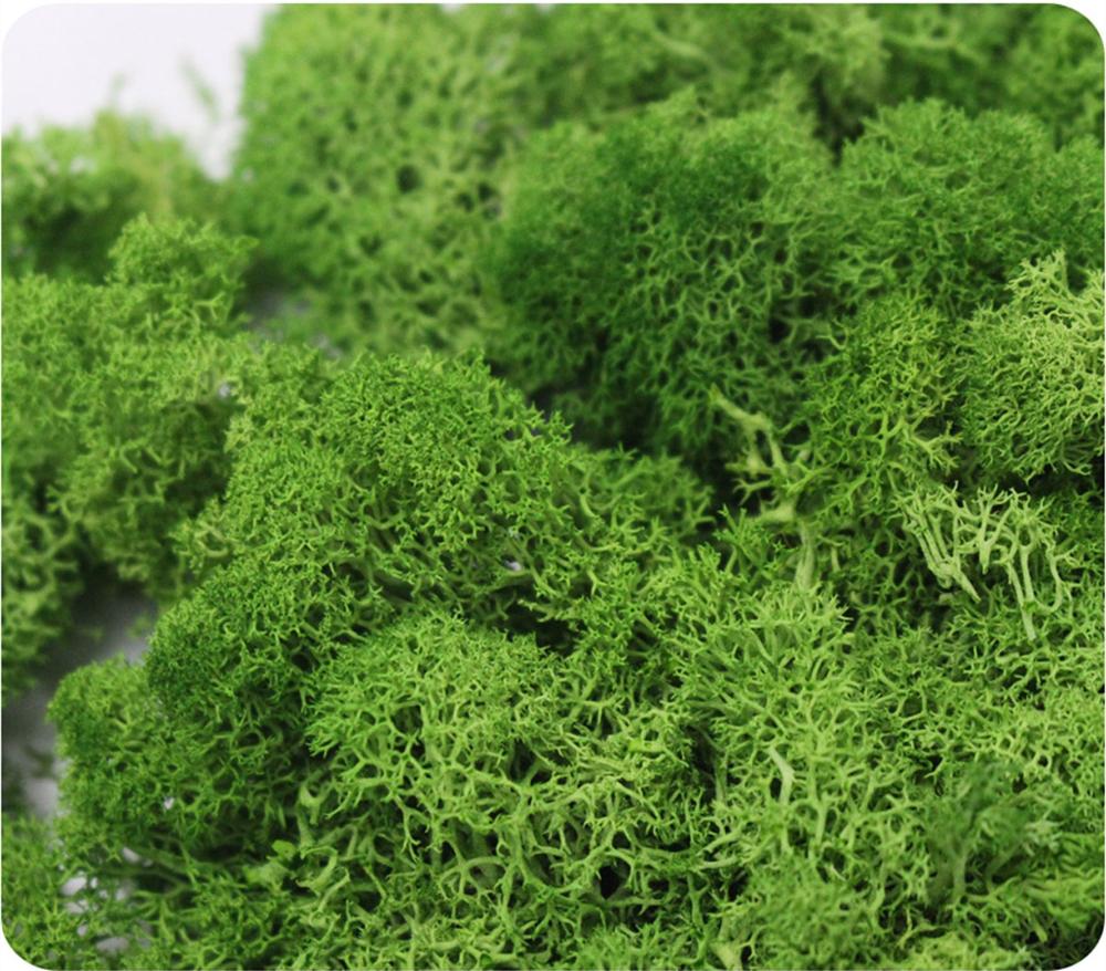Nhân Tạo Vật Có Cuộc Sống Vĩnh - đánh giá và giá Preserved Moss Sheet