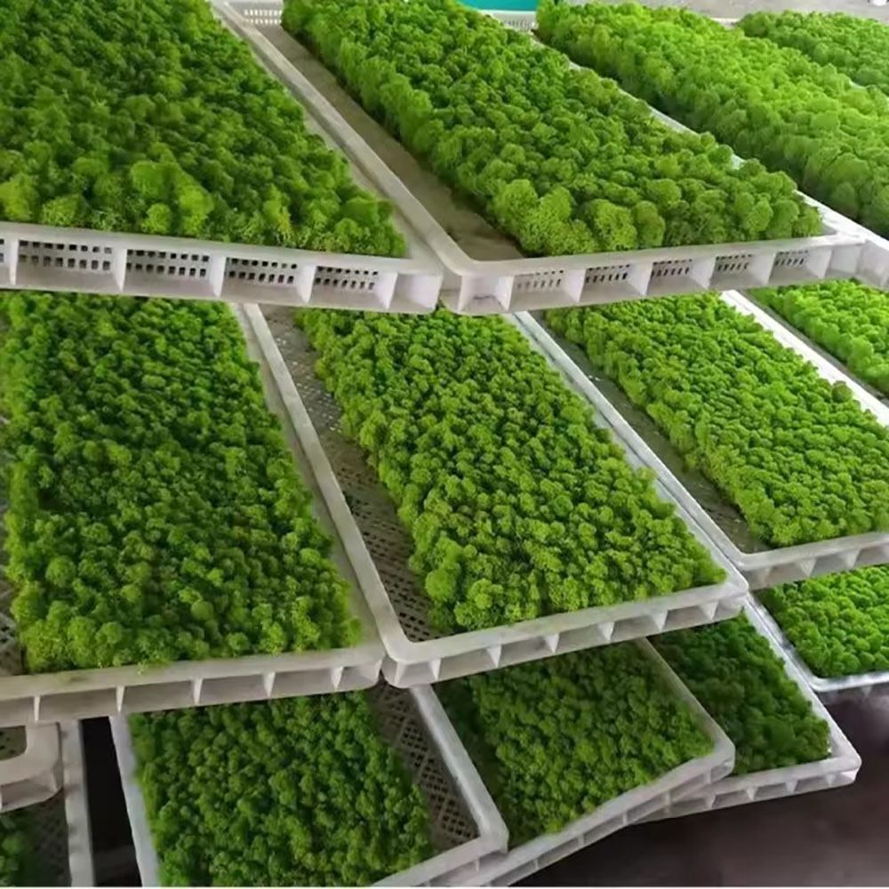 200/500g Eternal Life Fake Mos - đánh giá và giá Preserved Moss Sheet