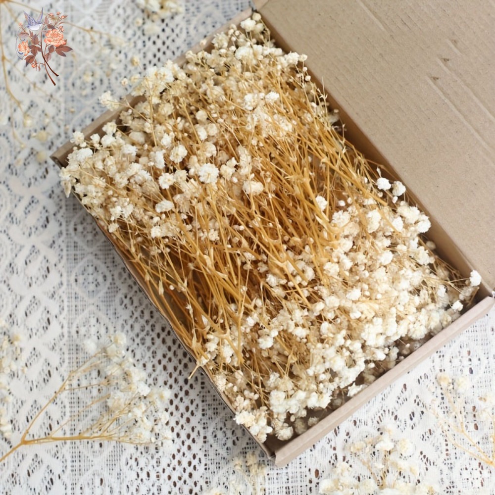 100pcs Mini Dried Baby's Breat - đánh giá và giá Dried Flower Bunch